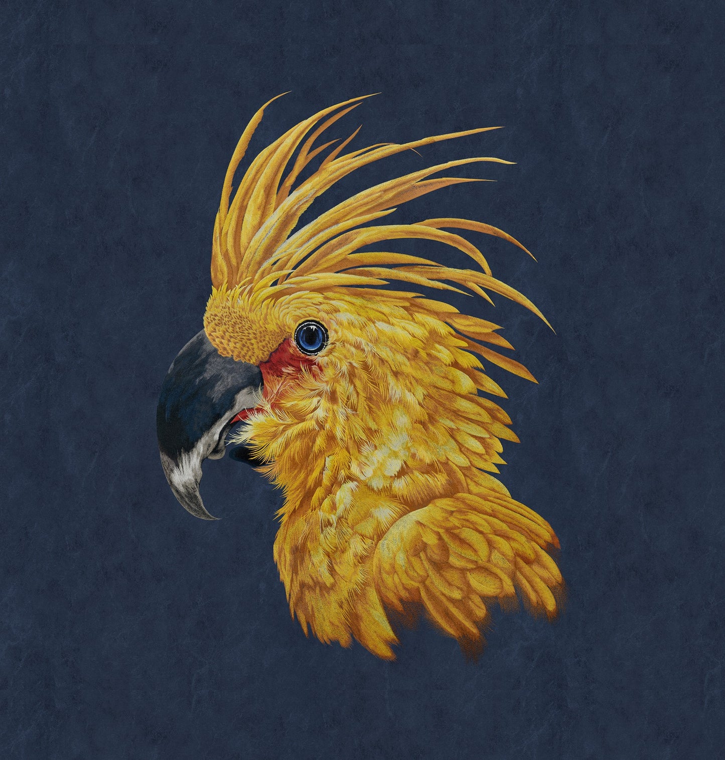 Yinghao Wallpaper: Presenting the natural beauty of a parrot in the free American style-海智集-