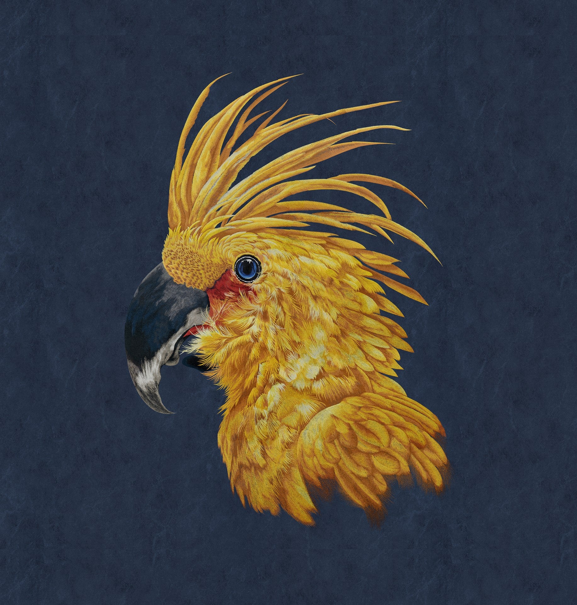 Yinghao Wallpaper: Presenting the natural beauty of a parrot in the free American style-海智集-